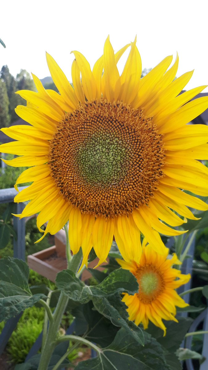 #Sonnenblume auf Balkon
#sunflower
#naturlovers
#NaturePhotography
#Handyphotos
eigenes Foto