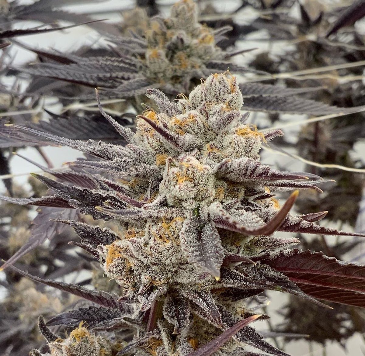 Sugar Cane 🌱🍁

Looking tasty! She’s about ready for the 🪓 

#Weedmob #cannabisculture #WeedLovers #Mmemberville #cannabisusa #Weed  #growyourown #420community #CannabisCommunity #cannabisindustry #Growmies #cannabisculture