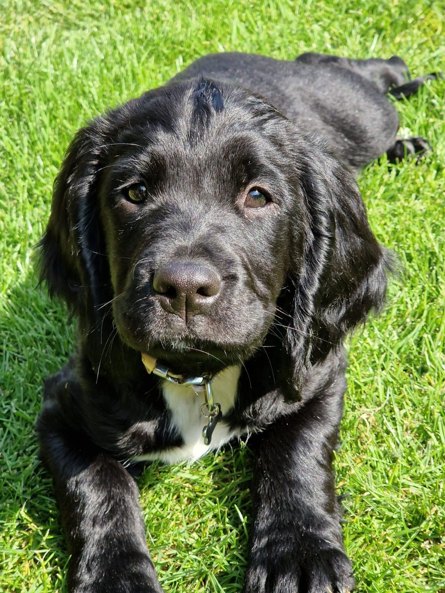 We have another introduction to make! 

This is trainee PD Mabel, a sprocker puppy 🐶 😍

Many thanks to Emma McGinty for donating her and to all the staff who look after our puppies 🚨❤️