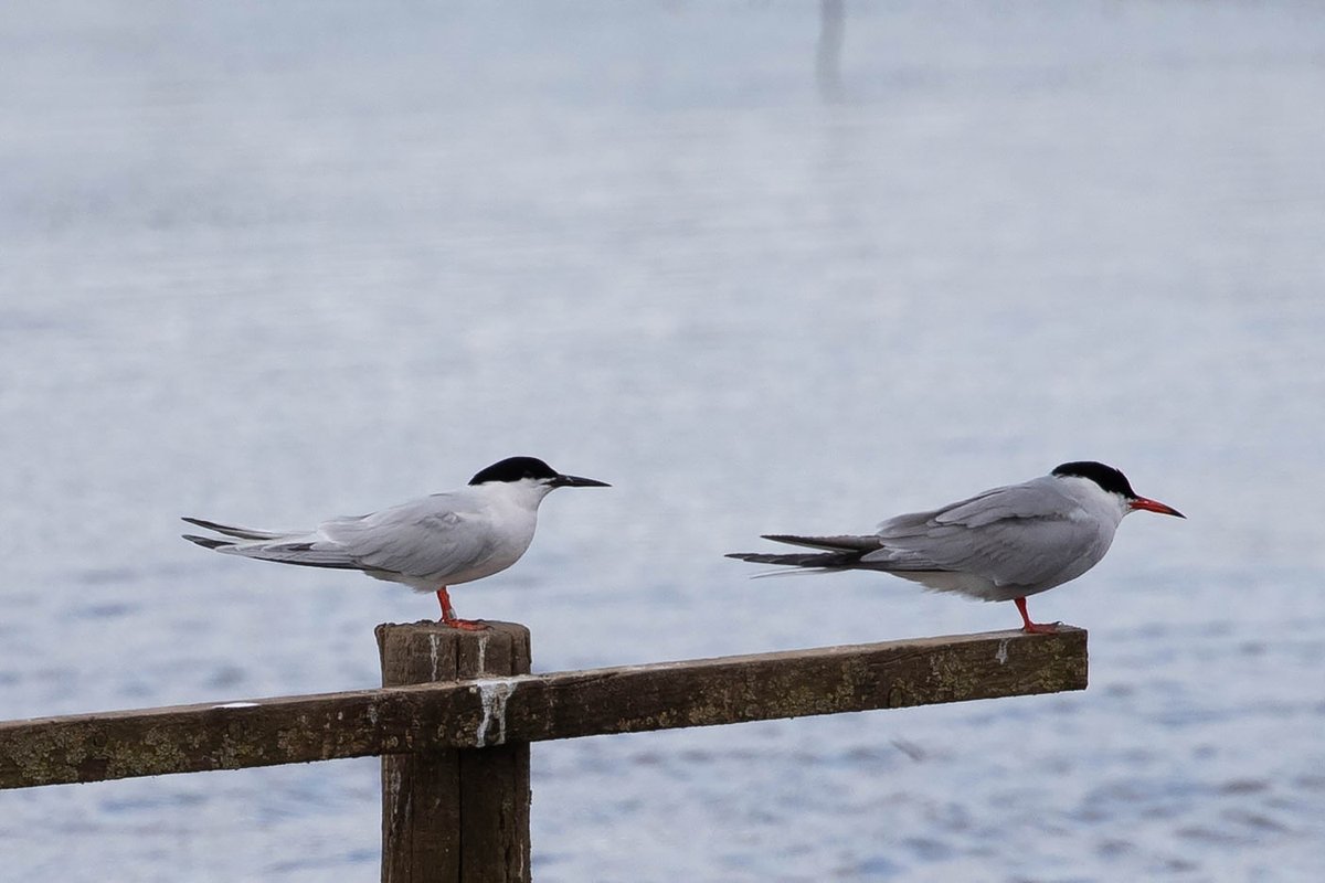 Roseate & Common Terns, RSPB Saltholme late morning today