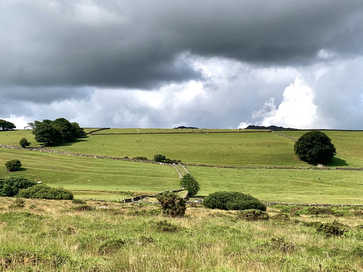 mattwillson75's tweet photo. Beautiful walk this morning on #dartmoor nr #okehampton lots of #birds inc Buzzard, Kestrel, Skylark, Stonechat, Meadow Pipit &amp; Goldfinch. Only dogs on leads were ours! @dartmoornpa @DevonLovesDogs @DevonBirds @ZEISSBirding https://t.co/JxN5FwO3jW