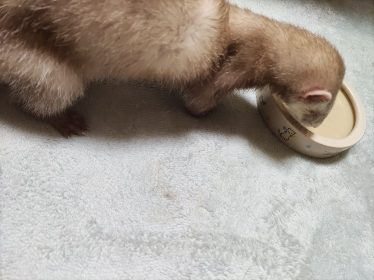 ao_hamusutar's tweet photo. おねえちゃんのために作ったスープ
おねえちゃんの分まで食べてあげてね https://t.co/S1RfyKxIsH