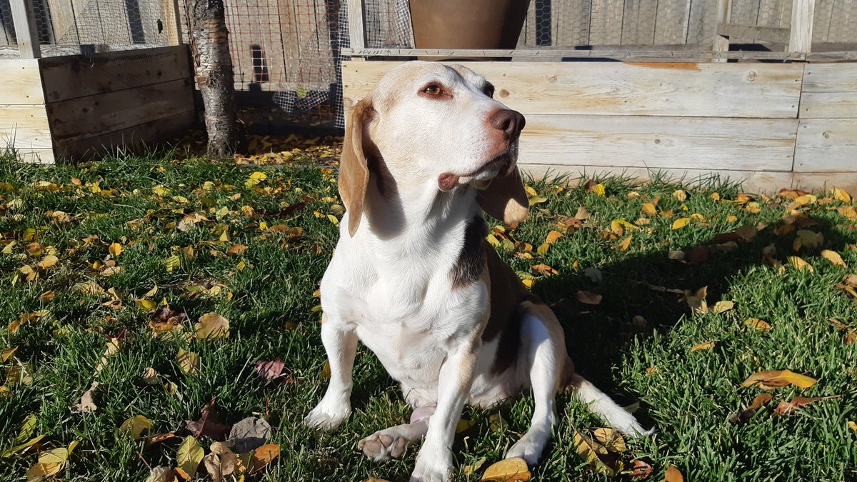 @beaglefacts @DarbyMurphy64 Pondering her options.....and are there treats??