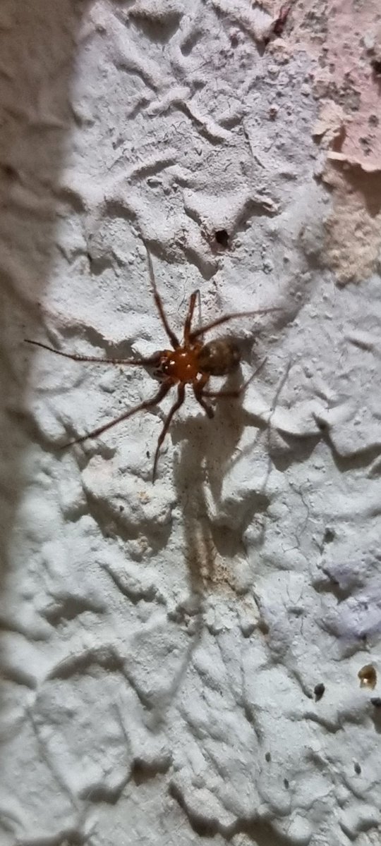 jrufg2004's tweet photo. Buenas tardes @Arachno_Cosas , recién vi esta araña en el baño y quería saber si tenía alguna importancia médica. Muchas gracias de antemano https://t.co/aopuuqwqOX