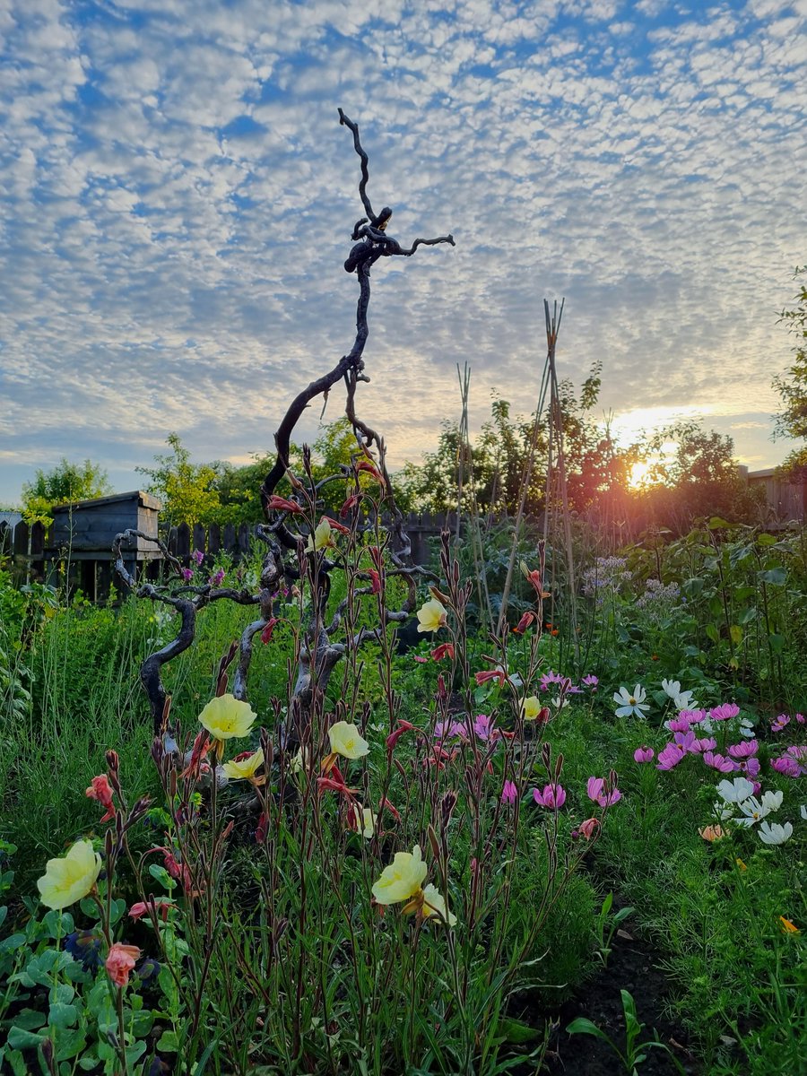 🌱Daphne Meadows tweet media