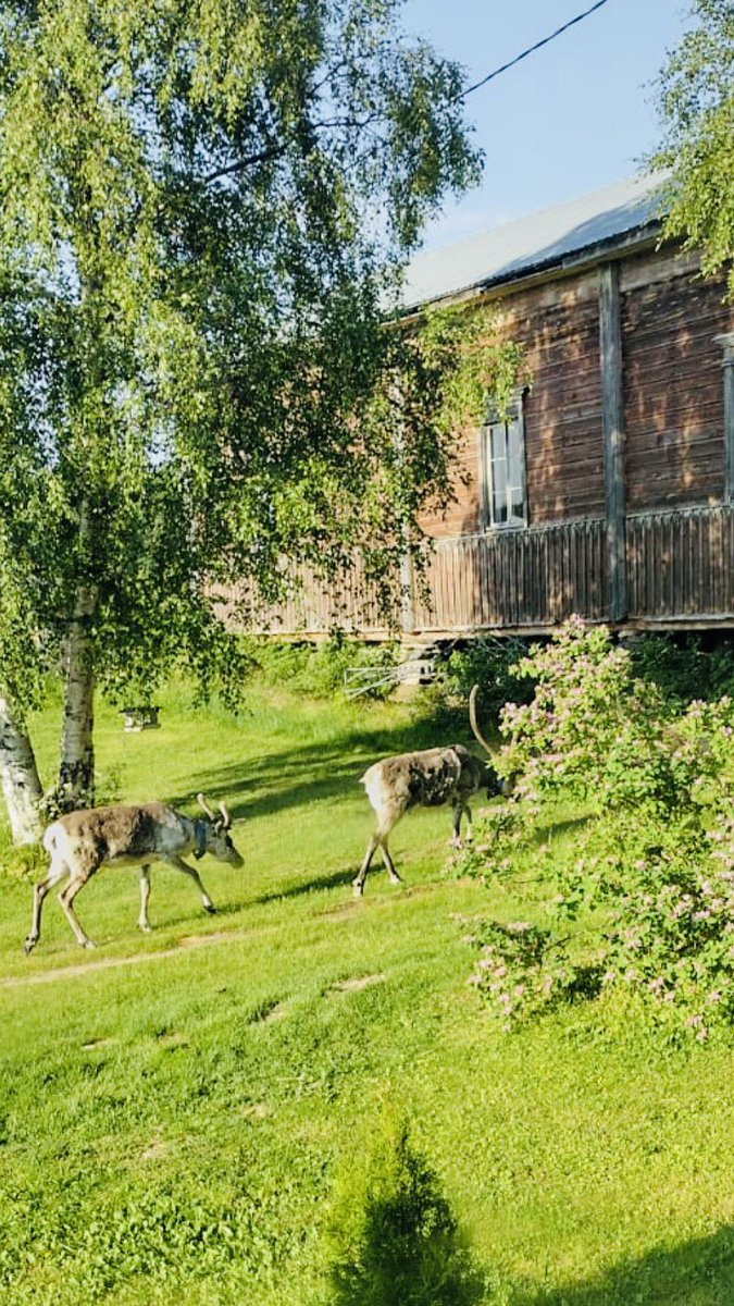 Finnish reindeer are very friendly, they would always like to come for a visit💚
Photo: Kuusamo 🇫🇮
