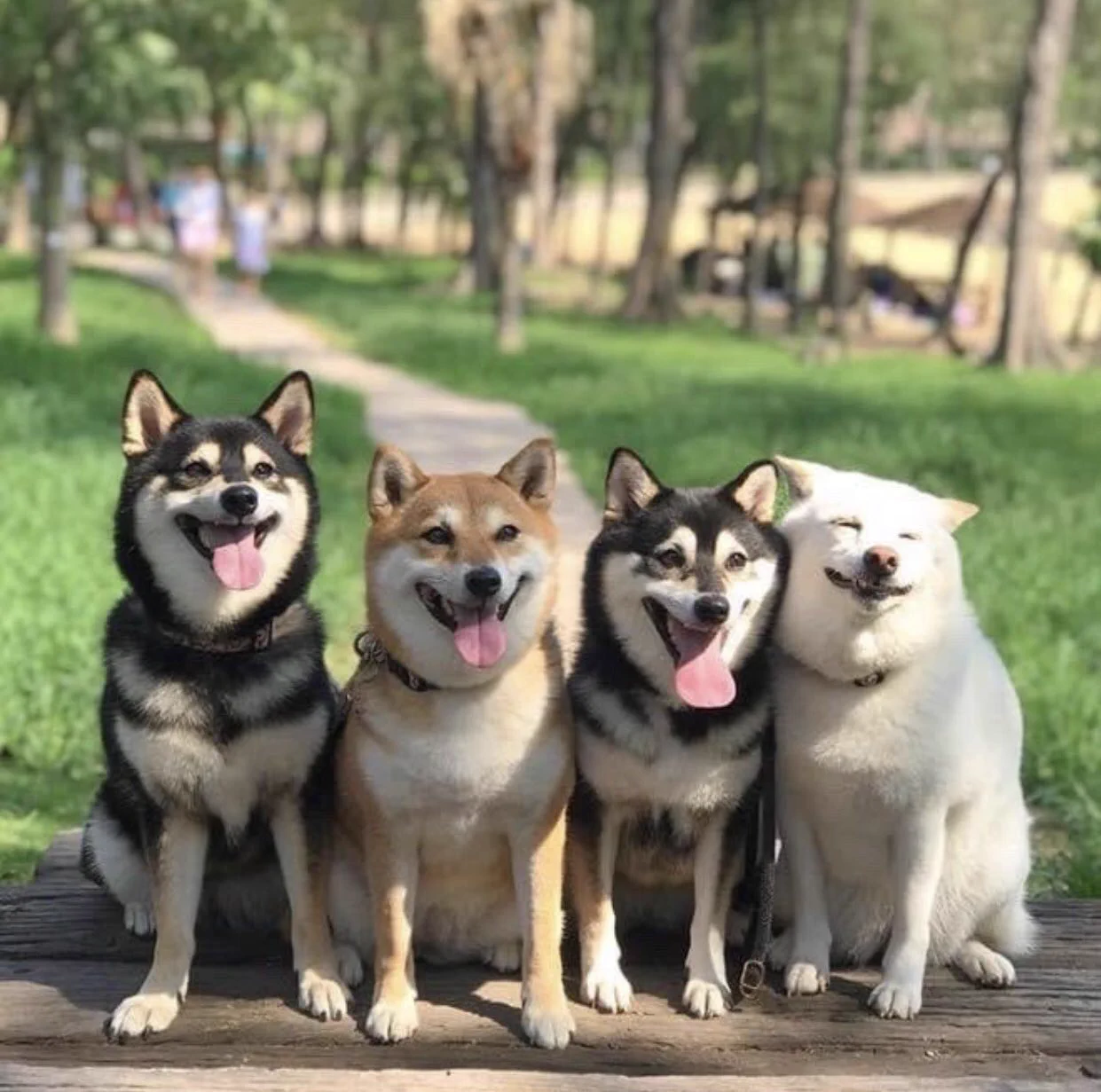 犬界にも存在したのか・・！集合写真で一匹だけふざける『柴犬』、見つかるｗｗ