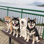 犬界にも存在したのか・・!集合写真で一匹だけふざける『柴犬』、見つかるw