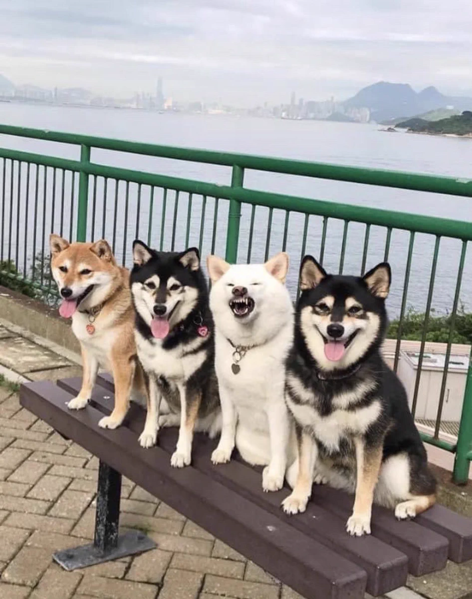 犬界にも存在したのか・・！集合写真で一匹だけふざける『柴犬』、見つかるｗｗ