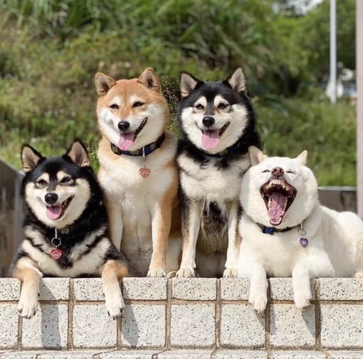 犬界にも存在したのか・・！集合写真で一匹だけふざける『柴犬』、見つかるｗｗ