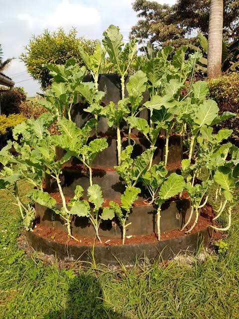 Kales growing on a multi storey garden.

#verticalgarden #verticalfarming