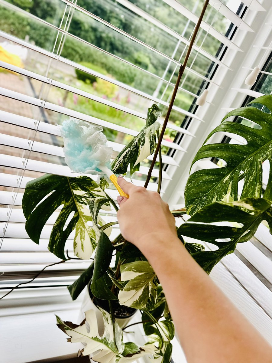 Dusty rollers are a thing of the past! 👋 I've finally found a product that actually works to pick up dust and hair without leaving streaks. Introducing the Flash dust magnet! It's like a magic wand for your rollers. #ad #FlashDustMagnet #DustItOff