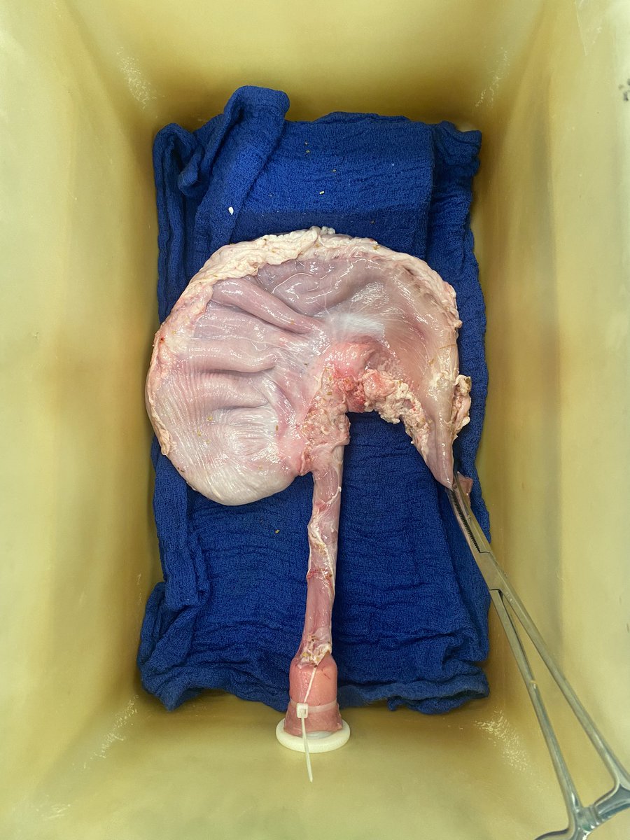 Samer Abu-Salem (@samerabusalem) on Twitter photo Practicing flexible endoscopy <a href="/GenSurgHadassah/">Hadassah Ein Kerem General Surgery</a> <a href="/HadassahForegut/">Hadassah foregut and advanced endoscopic surgery</a> <a href="/gadimarom/">Gadi Marom</a> Practicing flexible endoscopy <a href="/GenSurgHadassah/">Hadassah Ein Kerem General Surgery</a> <a href="/HadassahForegut/">Hadassah foregut and advanced endoscopic surgery</a> <a href="/gadimarom/">Gadi Marom</a>
