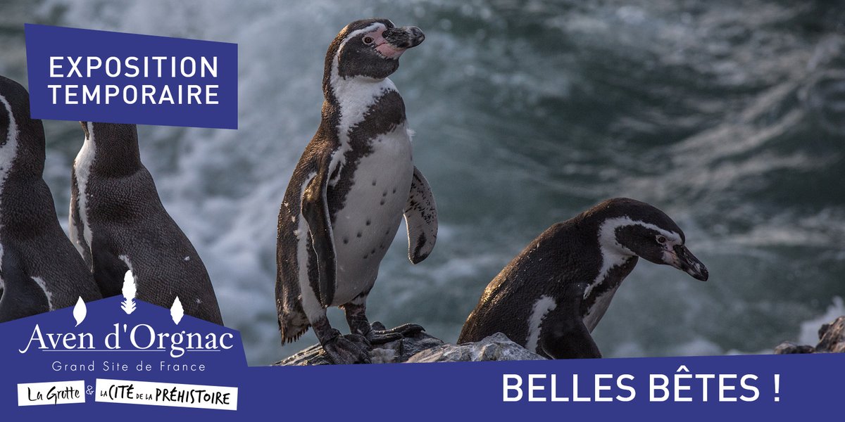 ⏳Tic, tac, tic, tac...J-4 avant ouverture de l'expo photos Belles Bêtes !🐧🐳🦬🐻🦊🐺
👉is.gd/8nF6pm