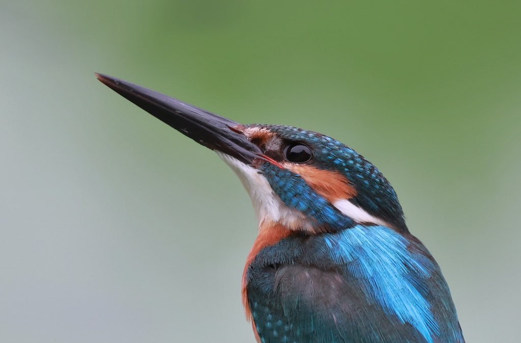 toczomaldiver's tweet photo. 上空を見上げるカワセミくん🩵

#カワセミ
#kingfisher 
#EOSR6 
#rf100400mmf56_8isusm https://t.co/ISKgvoXThj
