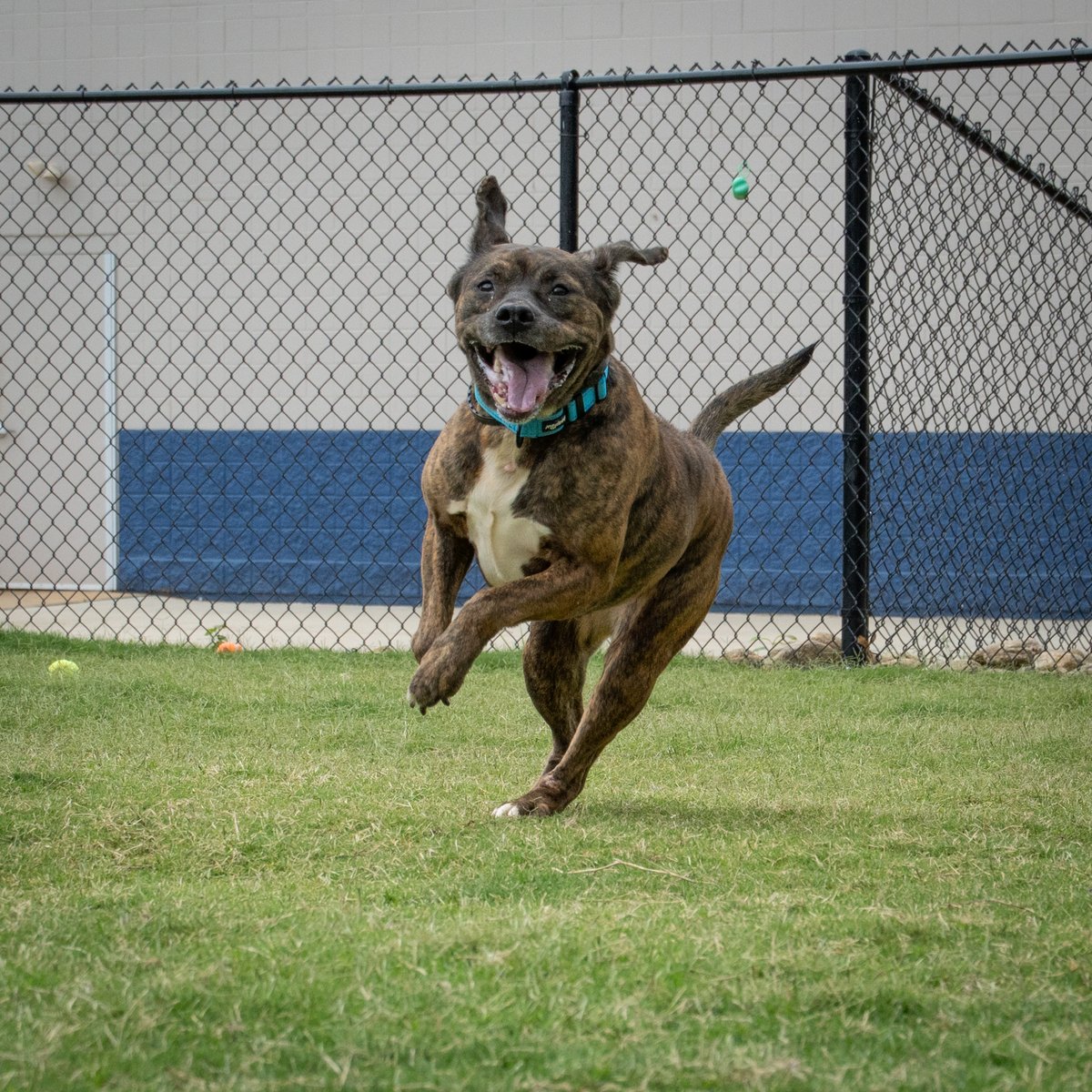 Meet this AWESOME girl named Glenda! She loves playing fetch and is really good at it! She also likes attention and gets along really well with other dogs out in playgroup! Come meet Glenda at Anderson County PAWS, open M, T, Th, F & Sat. 12 - 5!

#AndersonCountyPAWS #dog #adopt