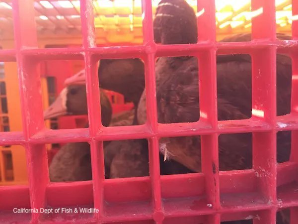 The USDA-hosted Animal Transportation Welfare Symposium will address health and welfare concerns during transportation for animals (including zoo animals, marine mammals, and pets) covered under the Animal Welfare Act buff.ly/3NRUqPr #AnimalWelfare