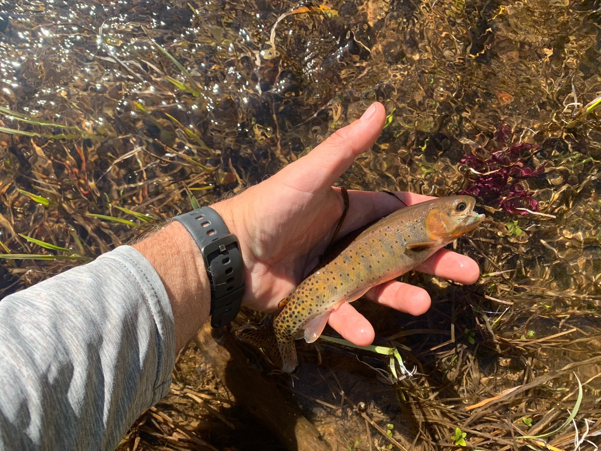 Fished WP this past weekend - high off colored water in town, so had to head up to the mountains.  Water still really high, but gin clear.  More water and same amount of fish = tough catching.  I managed a really nice brookie and a cutty.  I'll be back this weekend w/Z at Trestle