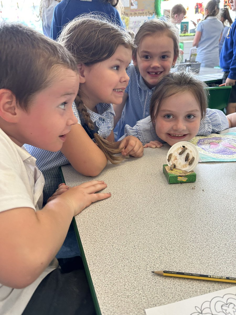 stjosephskly's tweet photo. Apple Class 🍎 are loving looking after their chrysalises and are so excited for them to turn into butterflies! 🦋 💕 #Appleclass #SJKScience https://t.co/Xg1cG7kU1D