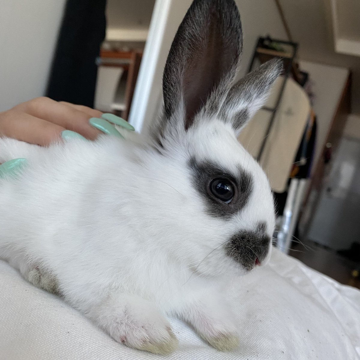 -🐇💙

We regret to inform you that Monroe Amidala Ackerman Joestar The 1st  (Mola), AleXa’s pet rabbit that she adopted in April of 2022, had a sudden heart attack and passed away on October 18, 2022...

We extend our deepest condolences to AleXa on her loss :(