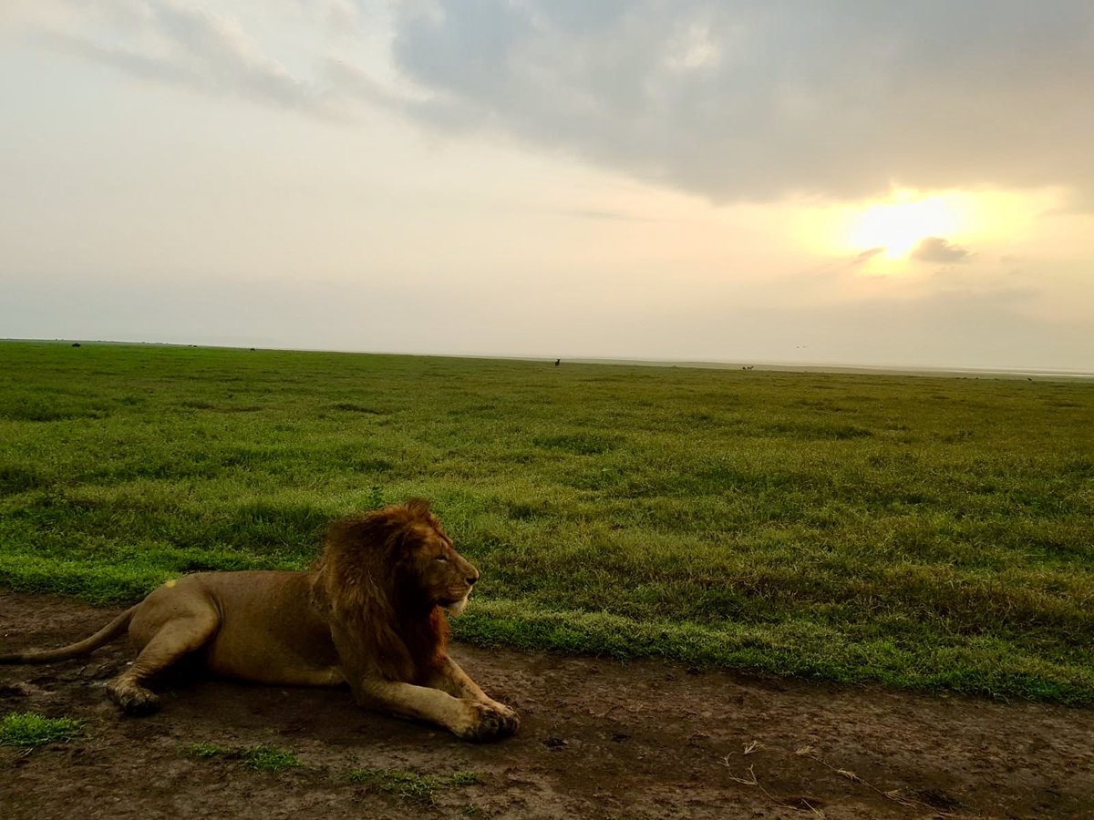 @VisualsbySauter Sunrise #Ngorongoro 
#majestic #Safari #king @visittanzania_