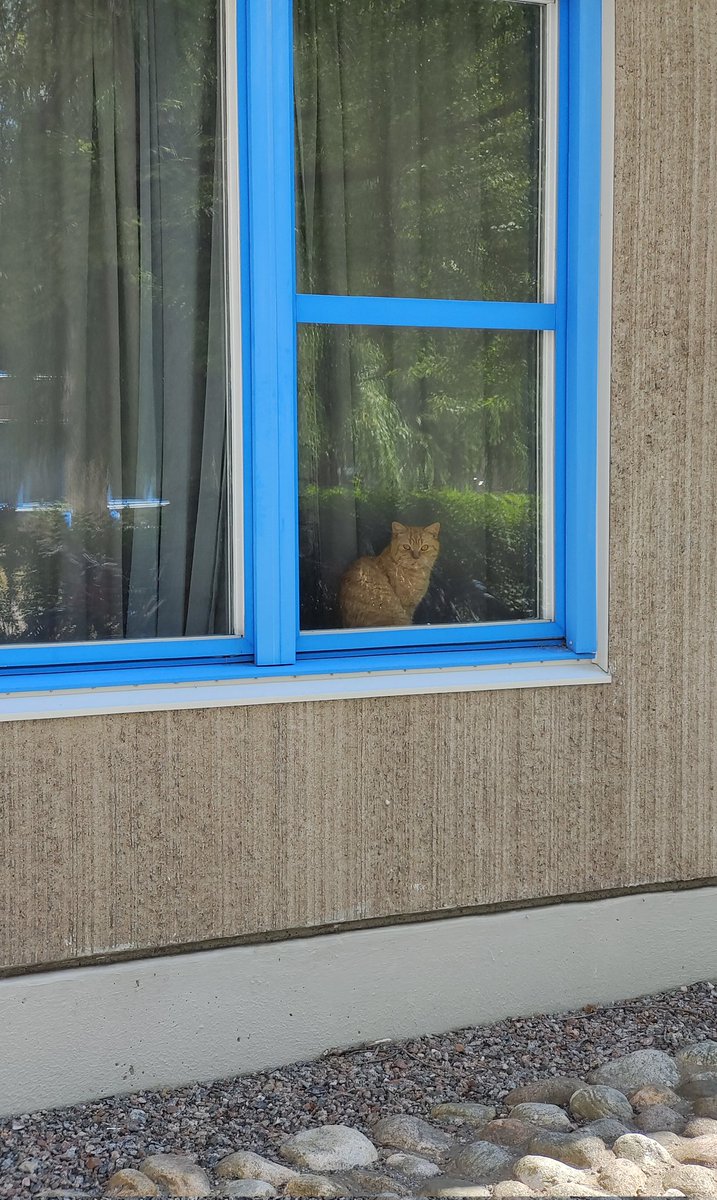 Di area sini sudah ada kucing abu2 ma hitam putih. Skrg ada tuan baru warna orange. Ga tau ni babunya bule dari mana.