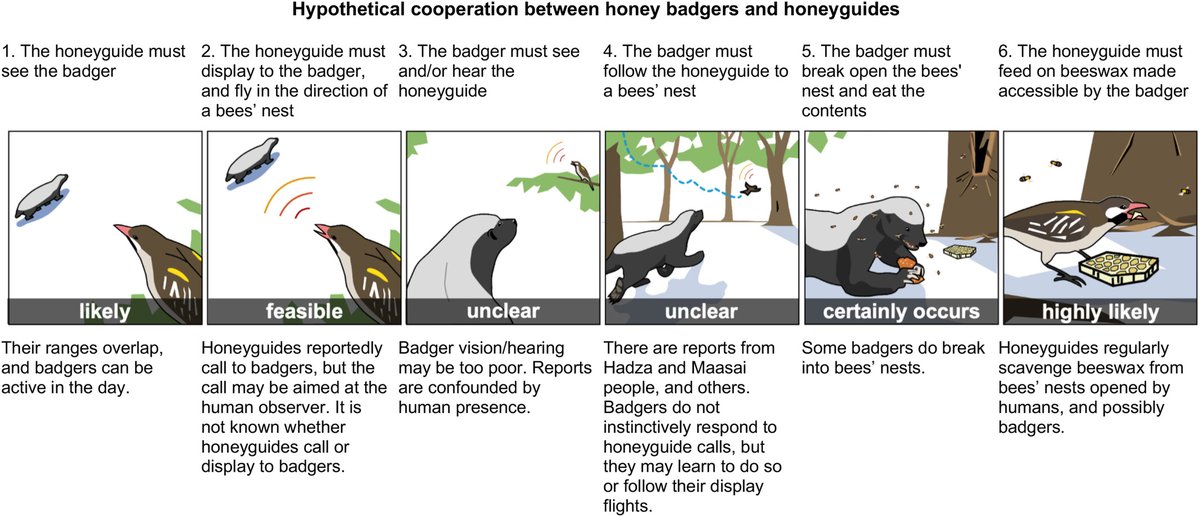 However, many interviewees in Tanzania reported having seen honey badgers and honeyguides interact, and think that they do cooperate. The most likely scenario is that badger-honeyguide cooperation does occur but is highly localised or extremely difficult to observe, or both (4/7)
