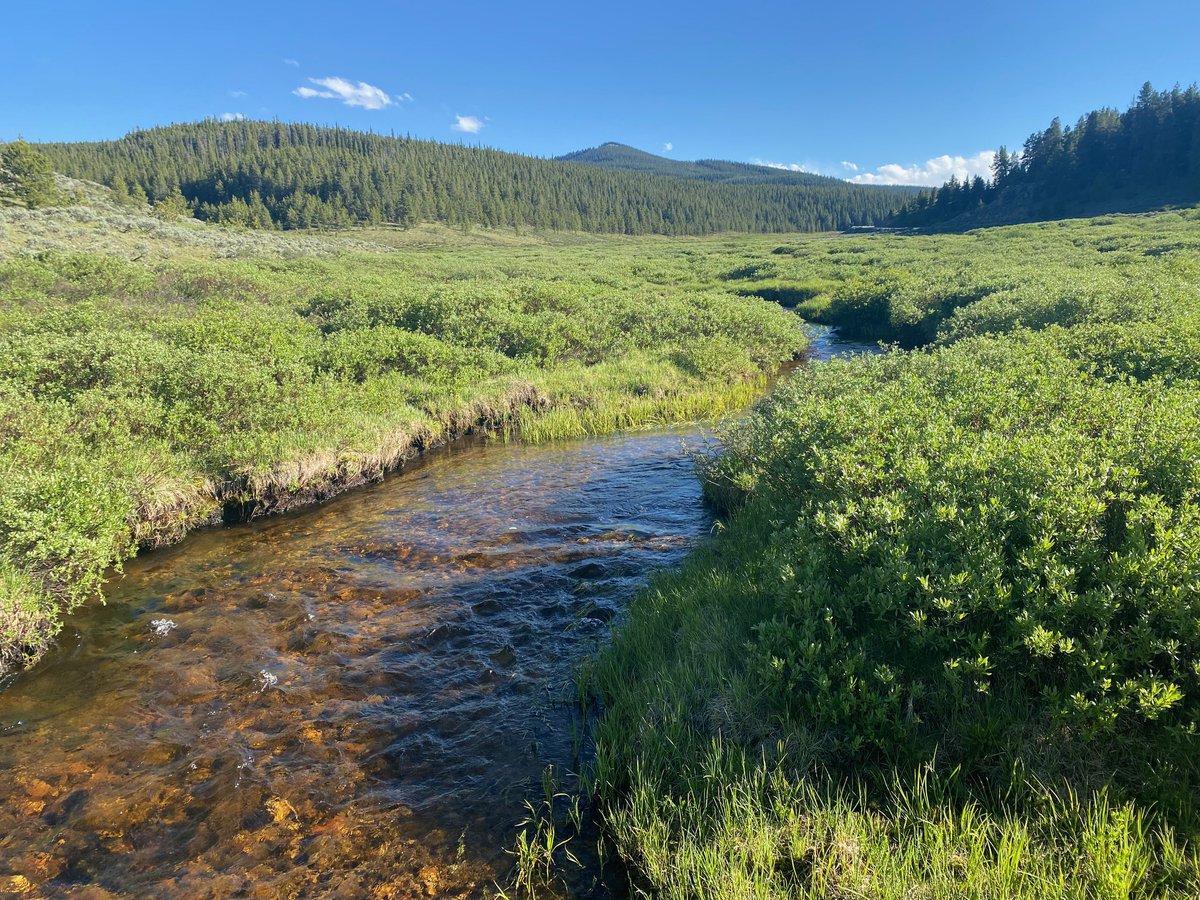 USGS_CO's tweet photo. This week we are working with the @UGRWCD in the Upper Gunnison River Basin to develop #streamgaging techniques to better understand the #hydrology of wet meadows in alpine environments. https://t.co/KyQxfJ32UK