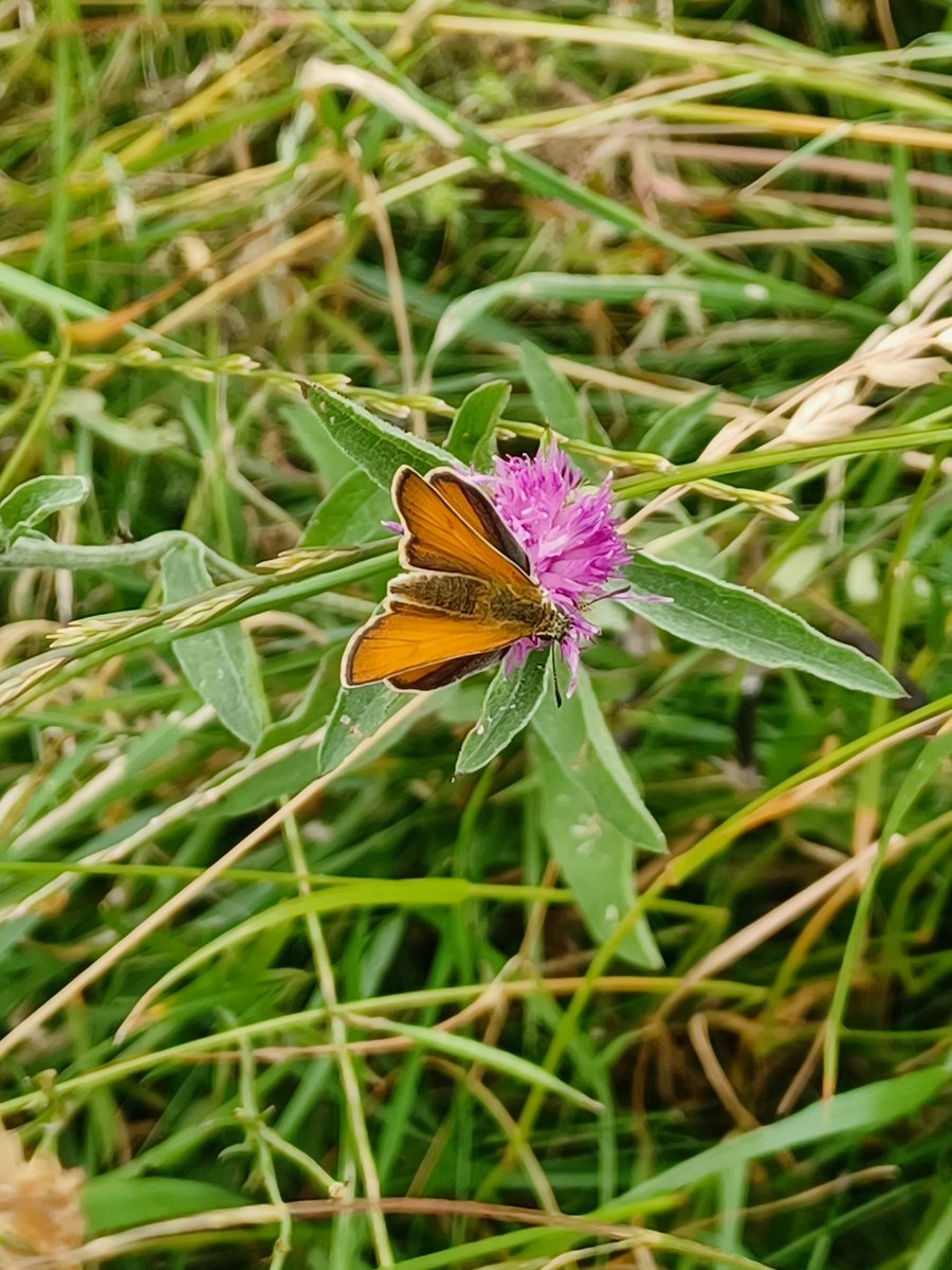 Brixworth & Brampton Country Parks tweet media