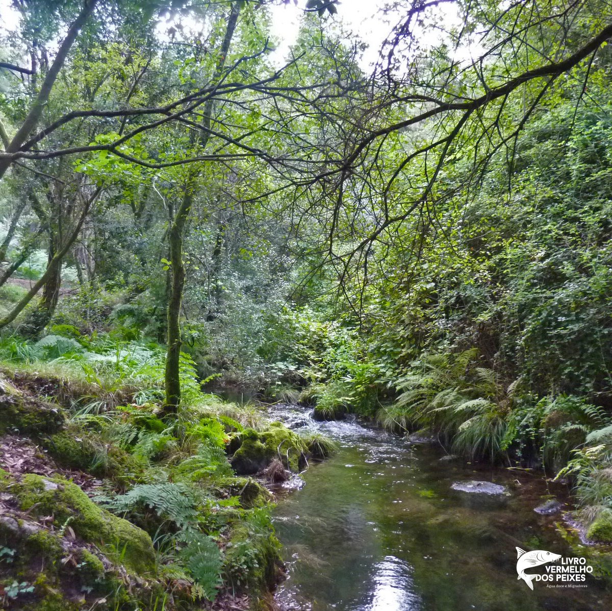 LvPeixes's tweet photo. Aqui podemos ver a maravilhosa Ribeira de
Gondar (Bacia hidrográfica do Âncora), que mantém
habitats adequados para os nossos peixes.
📸: João Oliveira
#lvpeixes #livrovermelhodospeixes #livrovermelho
#peixe #rio #riosdeportugal #conservação
#biodiversidade #natureza #nature https://t.co/kSiaM8IY5x