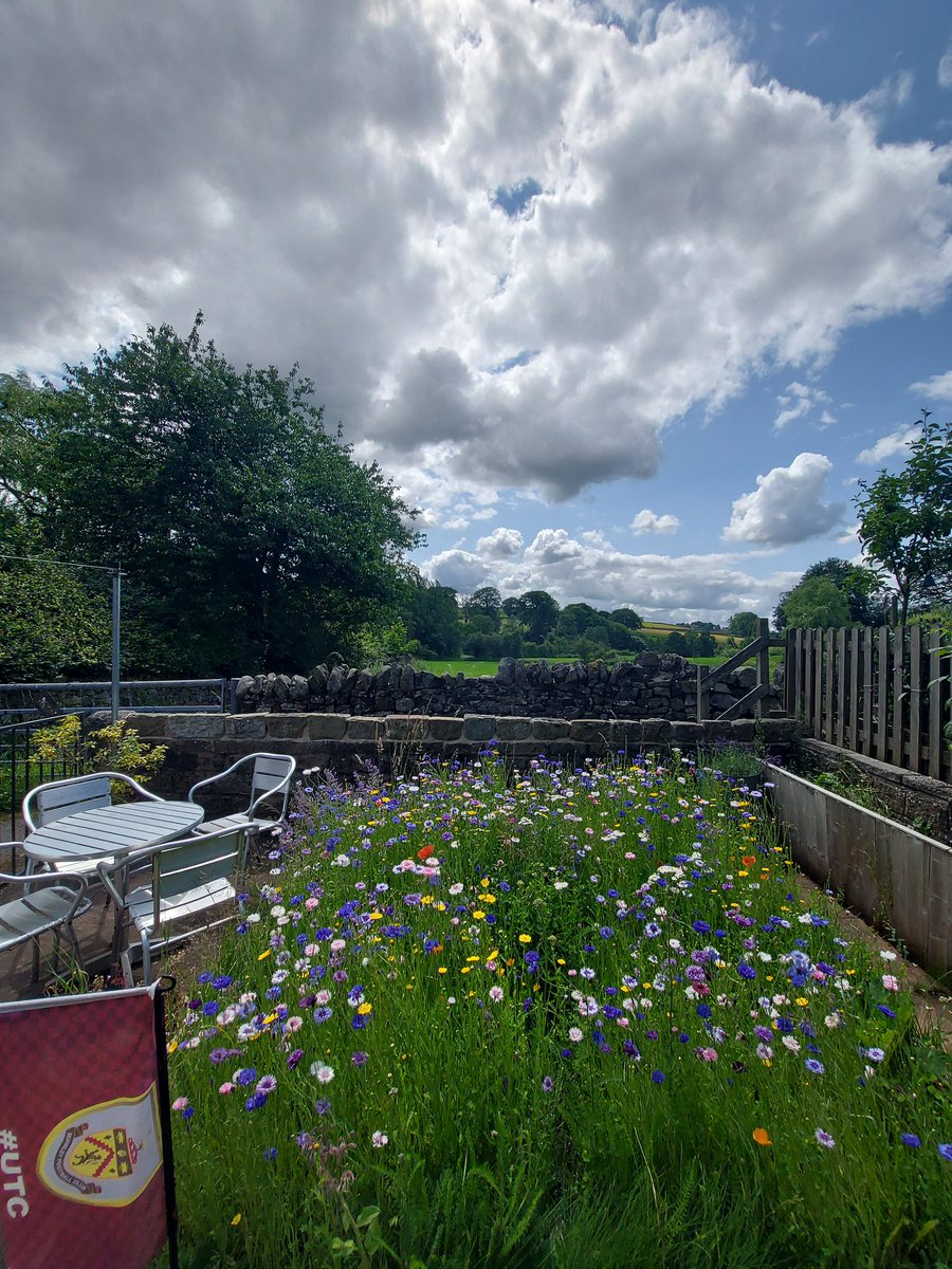 ....and this my friends, is my beautiful wildflower garden 💚🏡  it brings me so much joy 🙏 I count my blessings every day 🌸🌺🐝🐞🦋🐛🪷🌸 #noplacelikehome #lovewhereilive #happywithmylot #UTC