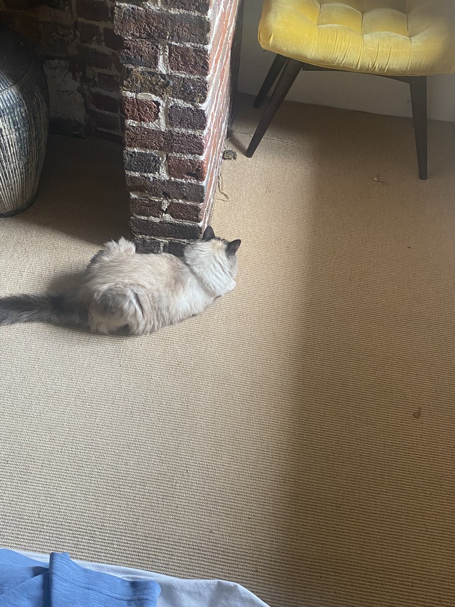 Georgia Mann tweet media