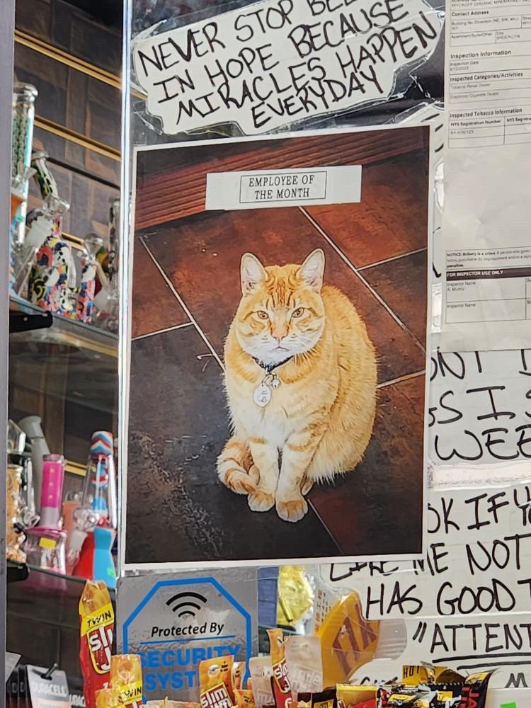 Bodegacats_'s tweet photo. https://t.co/3mFLXibVGc