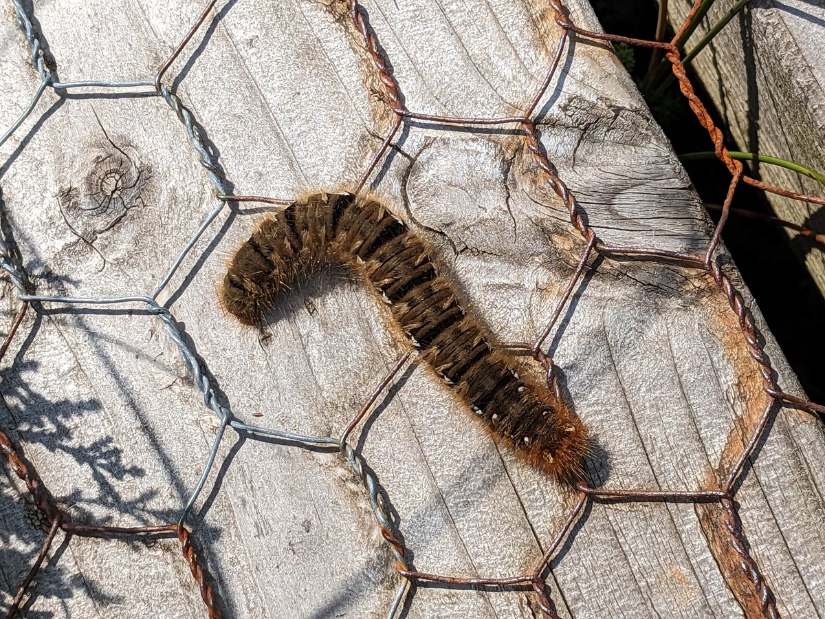 Some lovely Bog Asphodel and White Beak-sedge out on Lodge Bog today, and an Oak Eggar caterpillar sunning itself on the boardwalk. Thank you to the volunteers who joined us for a survey of the Large Heath butterfly, although there weren't too many about today.