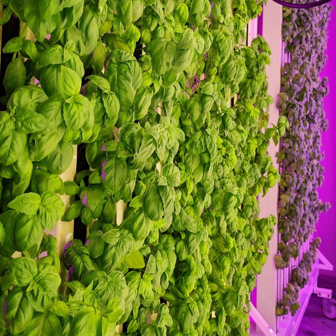 Agriculture with a low water footprint
In Hydropolis' vertical farms uses up to 95% less water compared to traditional agriculture. This solution allows for a reduction in water footprint and rational management of this limited resource: hydro-polis.com/en/8-reasons-t…