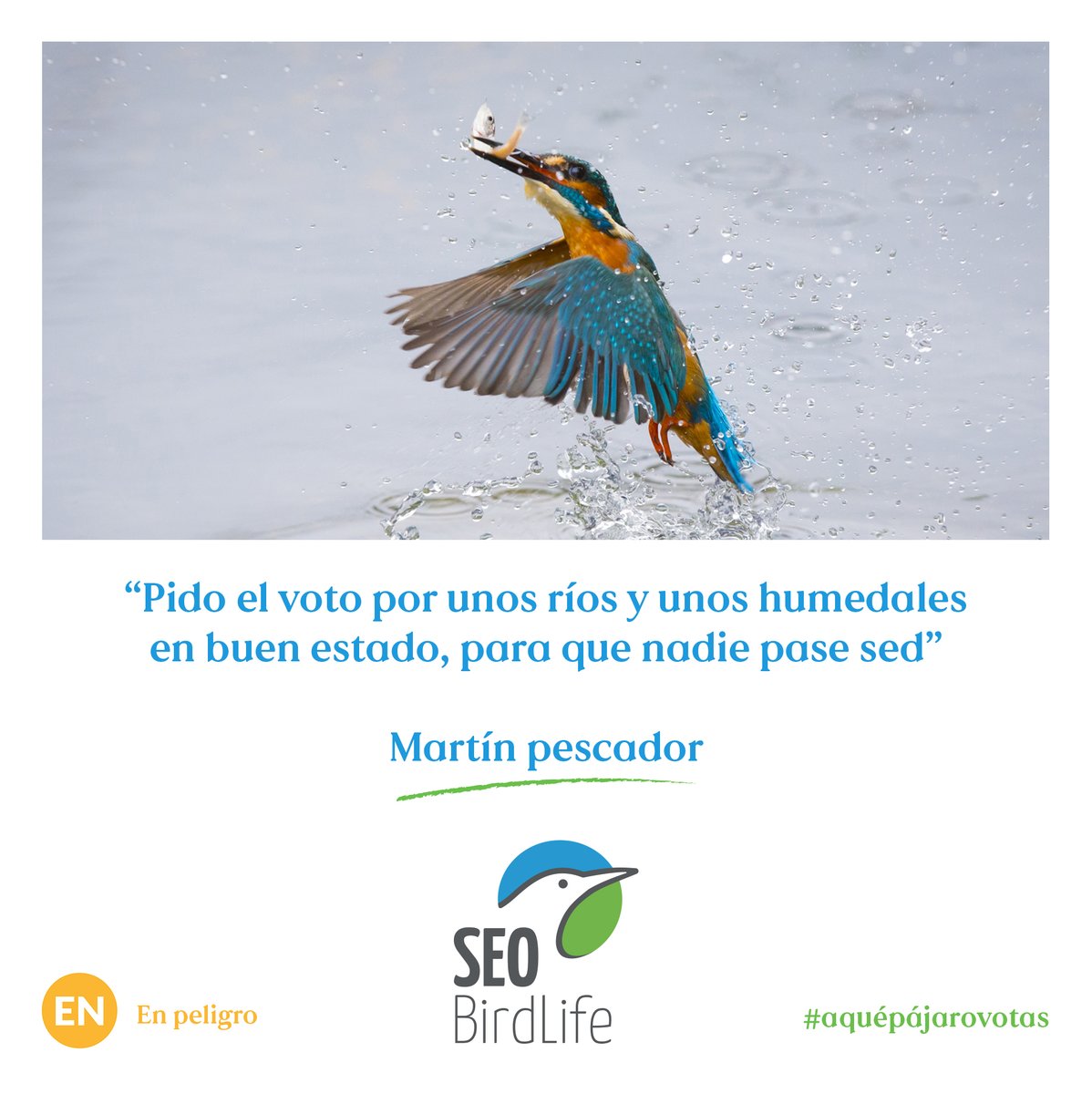 SEO_BirdLife's tweet photo. El martín pescador sufre por la transformación del hábitat, la contaminación, la mala gestión del agua o la sequía.⚠️💧
ℹ️ https://t.co/Oj8zLQkq7R
#aquépájarovotas #votaporlanaturaleza #23J https://t.co/bg3O2J2JBW