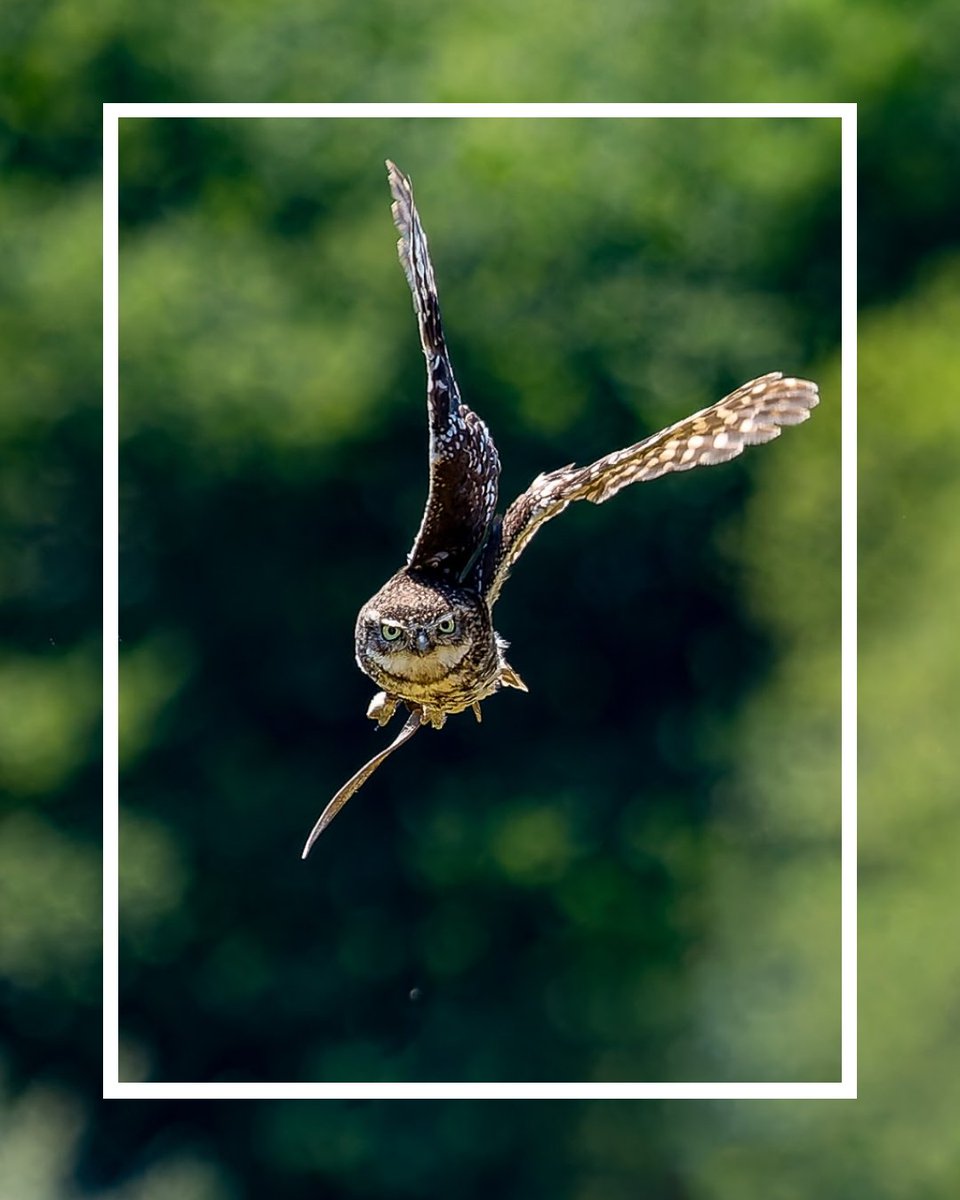 Hayleigh_Max's tweet photo. Lily the Little Owl in action at  @walesbotanic

Visit our website to find out more 👇
https://t.co/4X7djife9w

@canonuk #owl #birdphotography #birdsofinstagram #birdofprey #birdstagram #bird_brilliance #birdlovers #flight #birdsinflight #raw_birds #wales #outdoors https://t.co/xmioDzeOSc