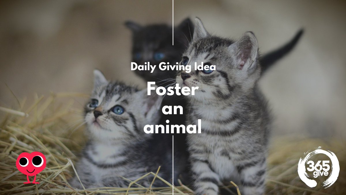 Fostering an animal can be a great way to help out an animal shelter or rescue organization! 🐶🐱

Check out our website for more ways to give back to animals! 🤗
365give.ca

#365give  #AnimalRescue #HelpAnimals #AnimalLove #BeTheChange #MakeADifference #cats #dogs