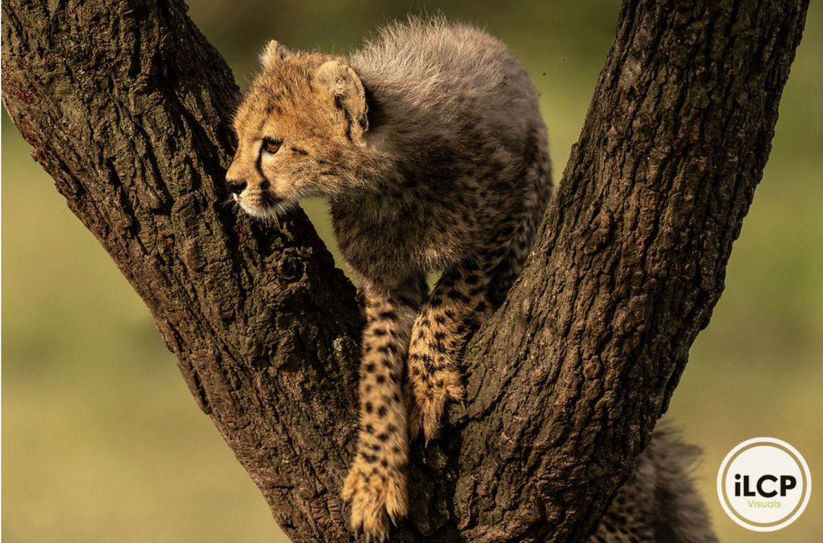 ILCP's tweet image. Cheetah, Ahceetah, Acinonyx jubatus, cub climbing and playing in a tree. 

© Beverly Joubert / iLCP
_____
#ilcp #ilcp_photographers #imagelicensing #cheetah #cheetahcub #africanwildlife #conservationphotography #wildlifephotography #wildlifeconservation