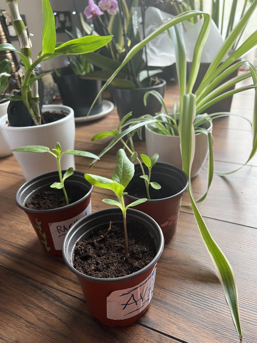 Our WBH spider plant and some of our Nurture group sunflowers are spending their summer in Mrs LF’s house 😊