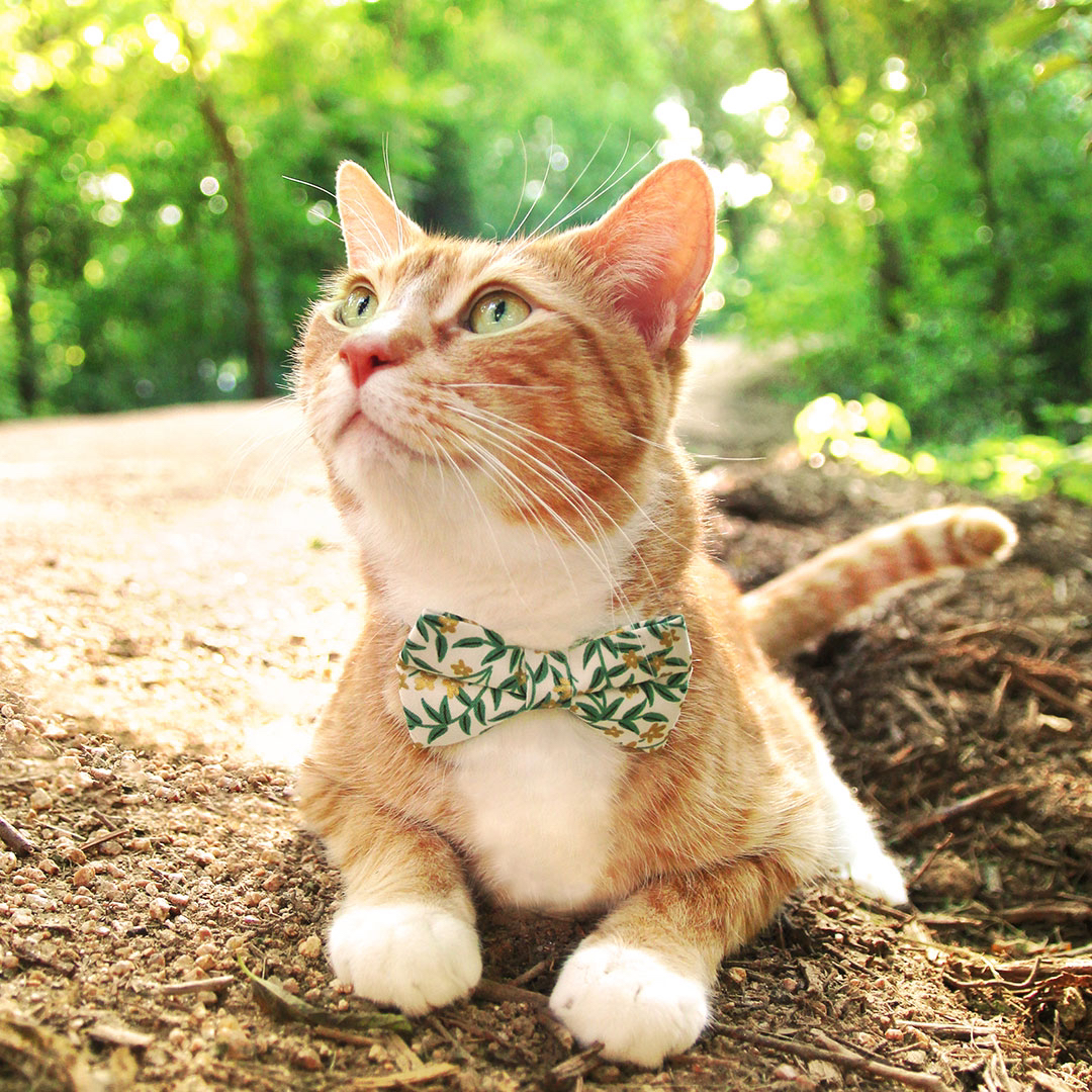 MadeByCleo's tweet photo. Summer means it’s time for some adventures (preferably outside)! Anyone have fun plans for their summer? ☀️🌳🐈 #adventurecats
Available in #catcollar, #catbowtie + #catbandana options. 💛  https://t.co/th4FZ24wpP https://t.co/ZmVj5S3Ua9