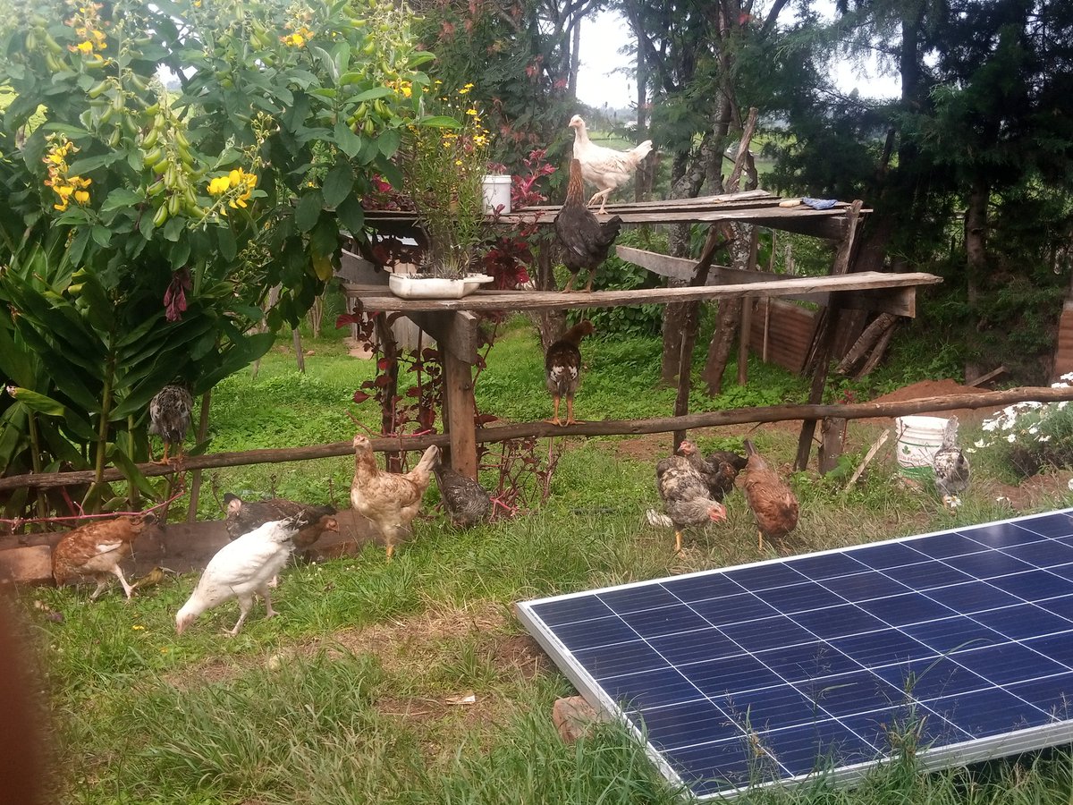 vanskipcheru's tweet image. #poultryfarming
#smallscalefarming
#organic