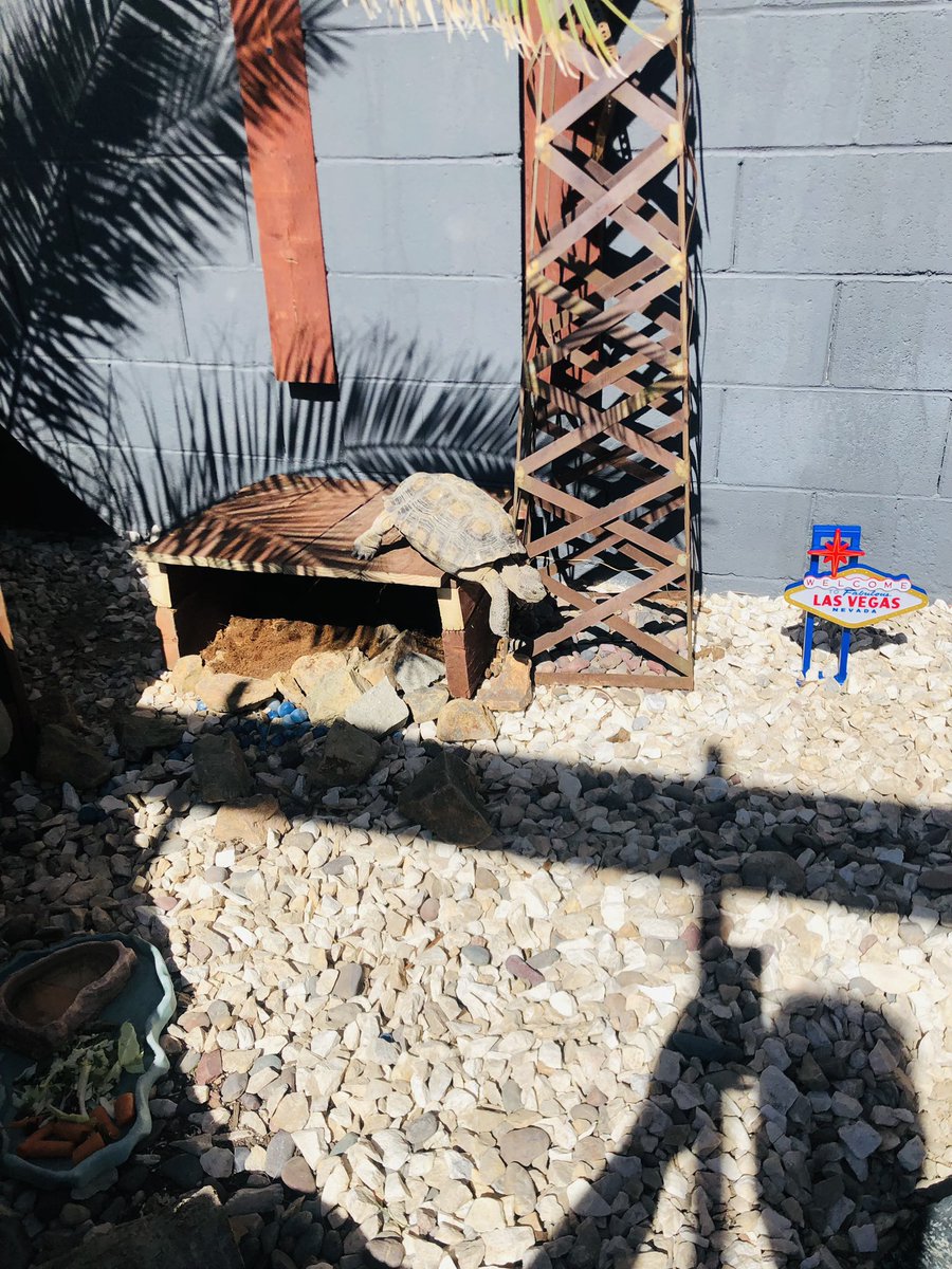 bransionlv's tweet photo. Say hello to new @bransionlv resident Rumpke. From a recycling pit to resort living with a rooftop patio. @RumpkeNews https://t.co/vxKfPBZEVP