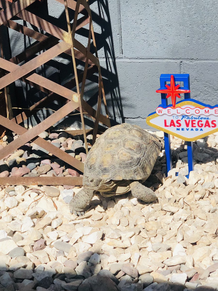 bransionlv's tweet photo. Say hello to new @bransionlv resident Rumpke. From a recycling pit to resort living with a rooftop patio. @RumpkeNews https://t.co/vxKfPBZEVP