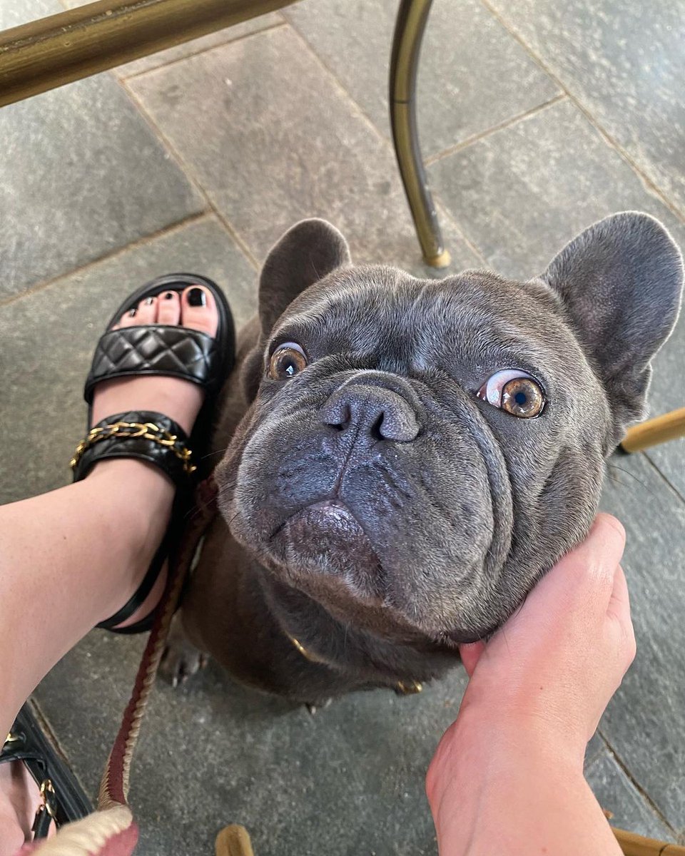 Squishy bebe 💙🐾 #frenchbulldog #frenchielover #doglover #AnimalLovers