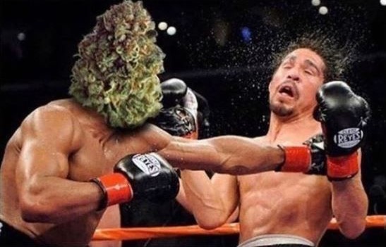 GeniusPothead's tweet photo. When you start smoking after taking a break https://t.co/cKYXuZwp12