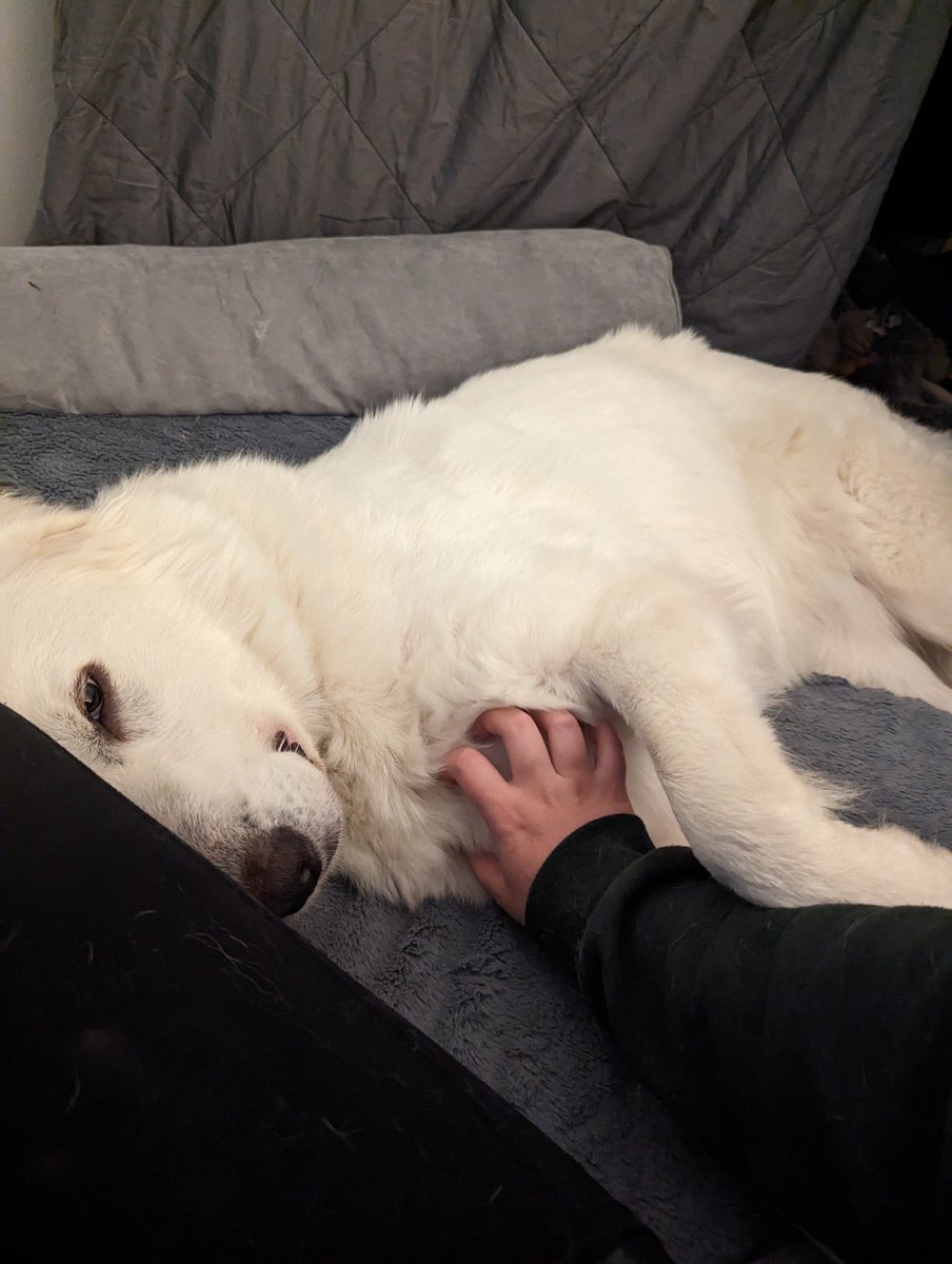 OddBoneMo's tweet photo. Our new doggo Lou has been having a tough few weeks adjusting to her new life. She hasn't spent much time living inside a house before &amp; everything is new &amp; scary. Today she came out of her crate &amp; asked to snuggle. I'm so proud of her 🥺 https://t.co/YZKe6jFws8