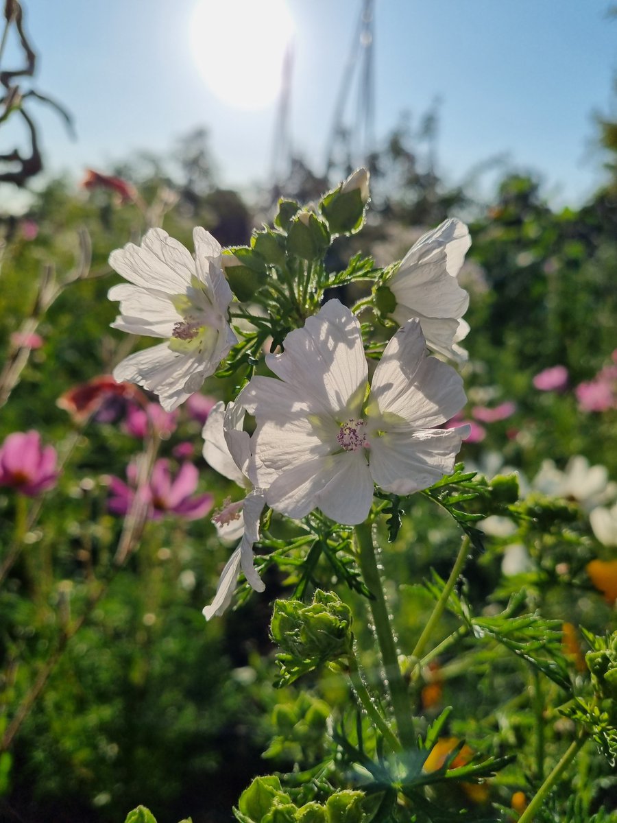 The White Musk Mallow decided to make an appearance yesterday. Here it is in the evening sunshine ☀️

#FlowersOnFriday #GardeningTwitter #FlowerHunting