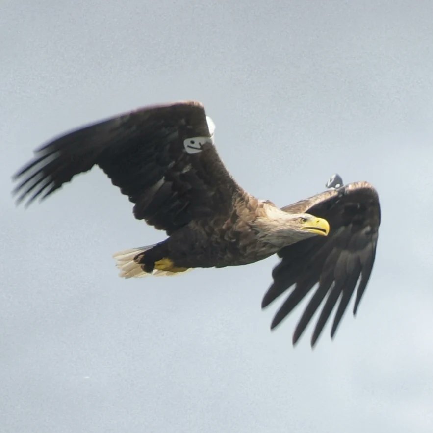 White tailed Sea Eagle @parknasilla spotted today during a boat tour with Noel of Sunfish Explorer ecotours. #seaeagle #birdwatchireland #wildatlanticway #kerry #skelligcoast