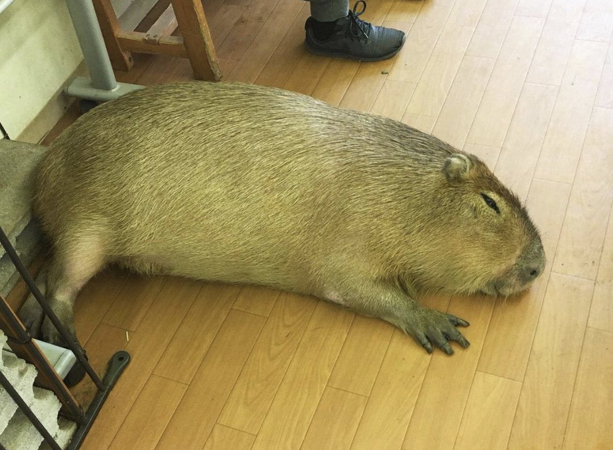 CAPYBARA_MAN's tweet photo. cool https://t.co/QvyrWb8acZ